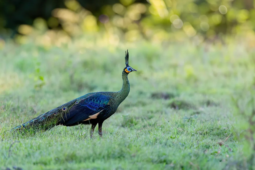 Green Peafowl in Thailand