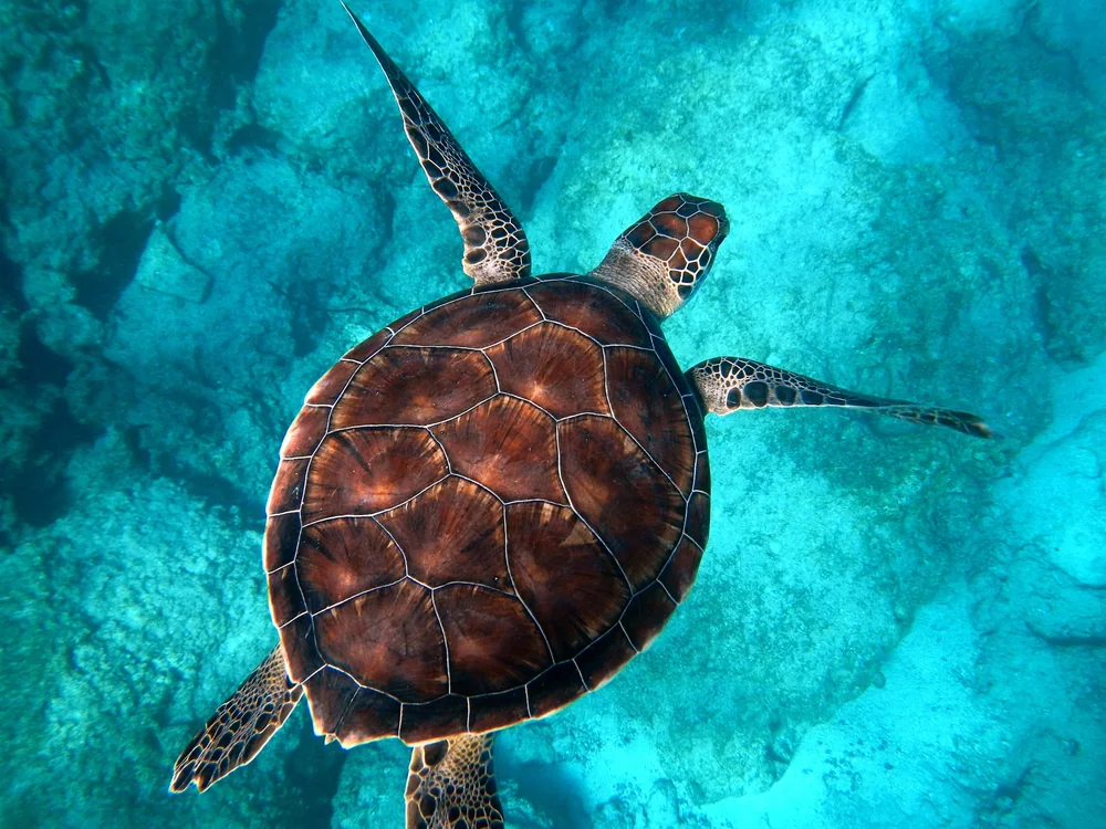 Green Sea Turtle in Thailand
