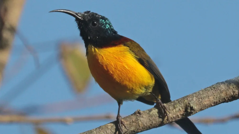 Male green-tailed sunbird perched on a bare branch