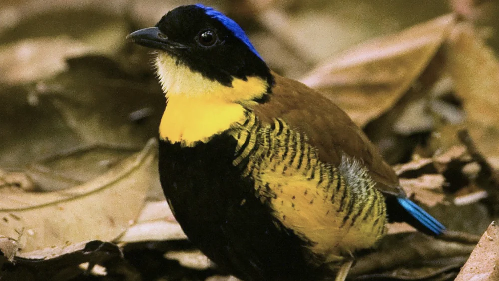 Male Gurney's pitta with blue crown and barred yellow underparts on forest floor