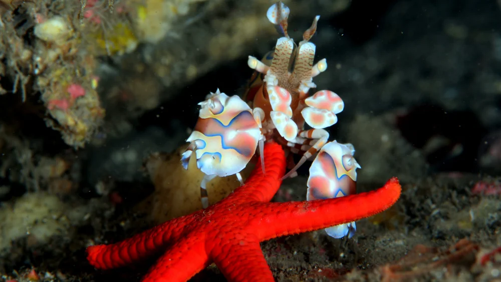 Harlequin Shrimp