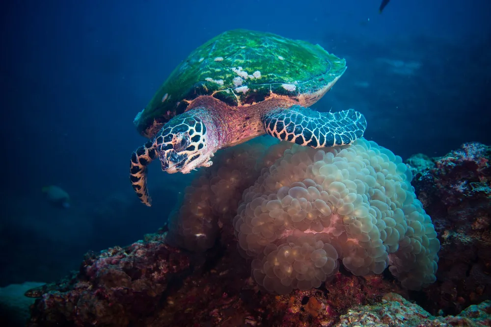 Hawksbill Turtle, overlapping amber-brown shell plates, narrow pointed beak, serrated shell rear.