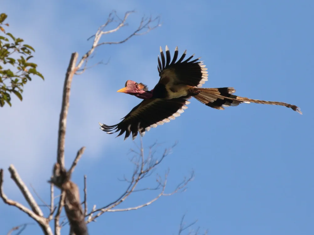 Helmeted Hornbill in Thailand