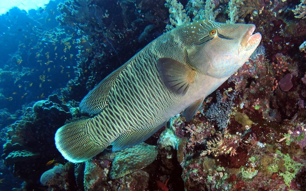 Humphead Wrasse (Napoleon Wrasse) in Thailand