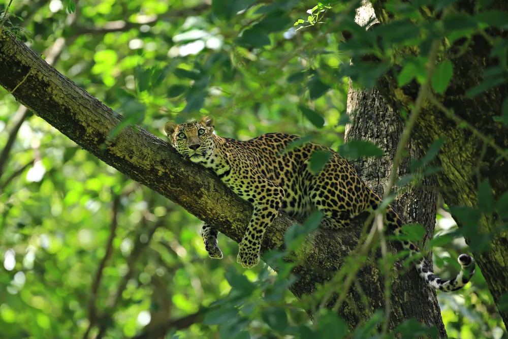 Indochinese leopard resting along a branch in Thai forest