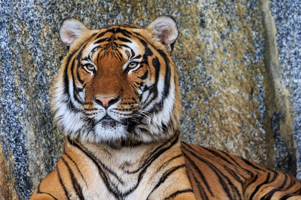 Indochinese Tiger in Thailand