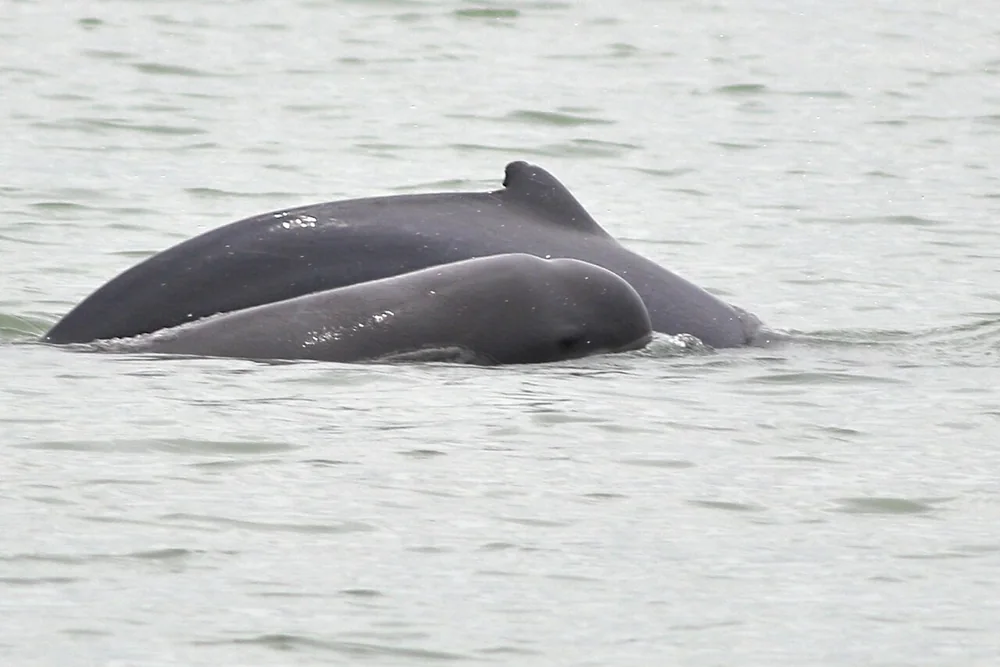 Irrawaddy Dolphin in Thailand