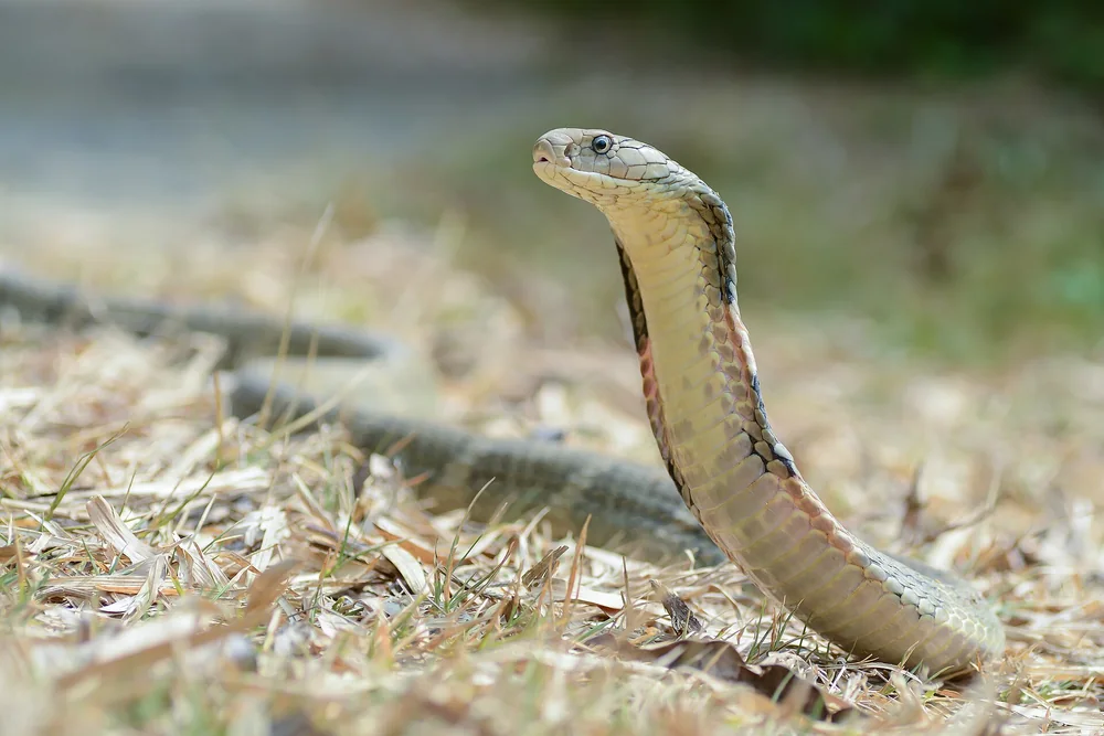 King Cobra in Thailand