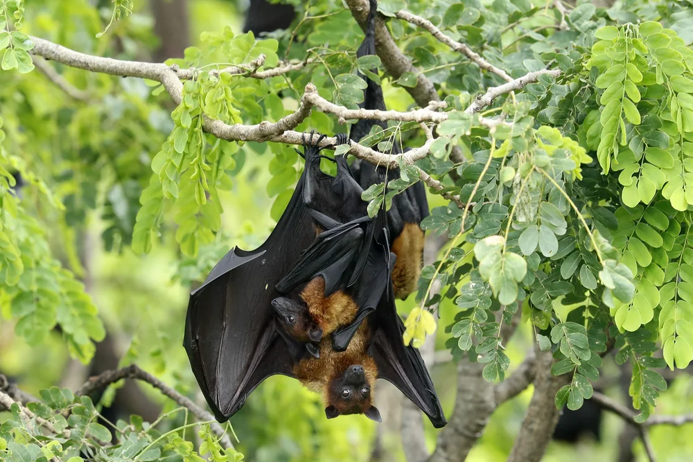Lyle's Flying Fox in Thailand