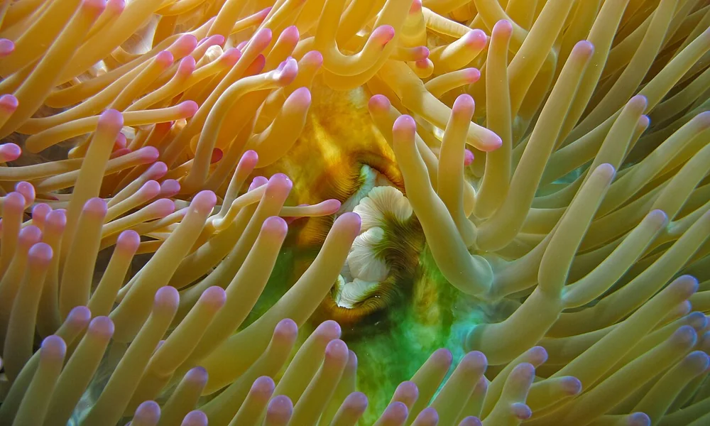 Magnificent Sea Anemone in Thailand