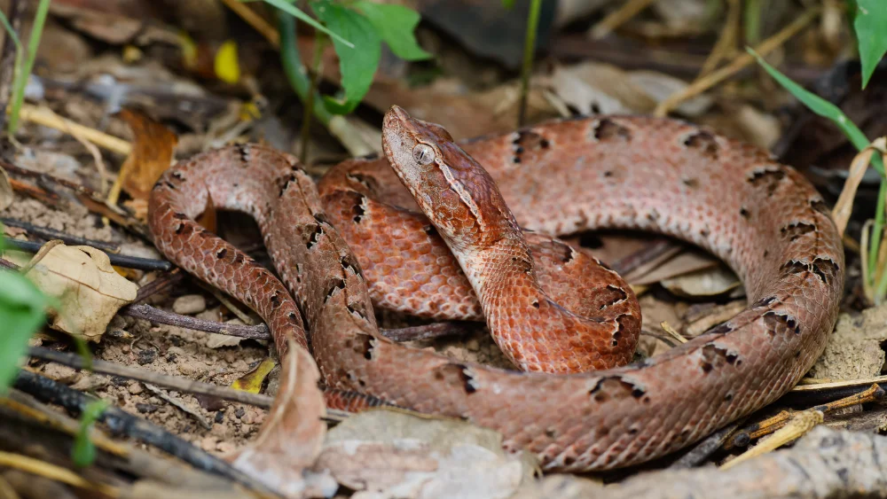 Malayan pit viper coiled on leaf litter showing its triangular markings