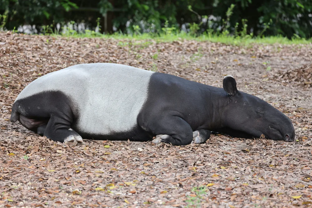 Malayan Tapir in Thailand