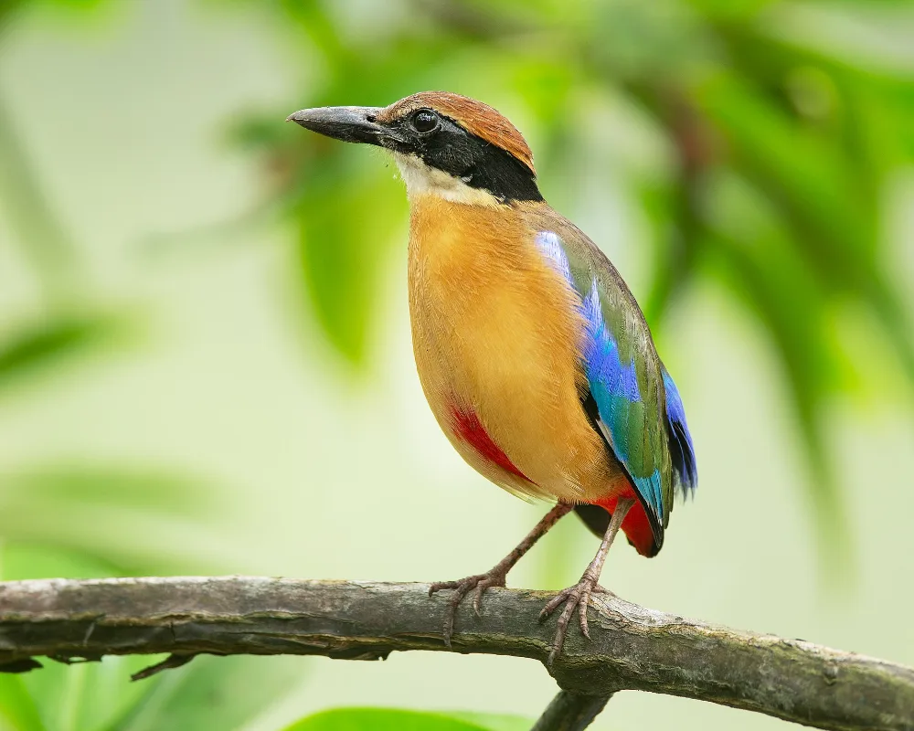 Mangrove Pitta, stocky short-tailed bird, buff head with black mask, green back, blue rump, red vent, very heavy bill