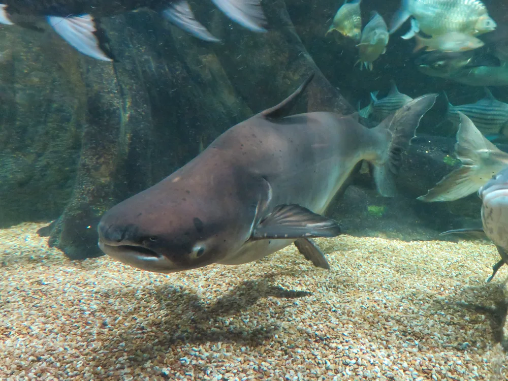 Mekong Giant Catfish in Thailand