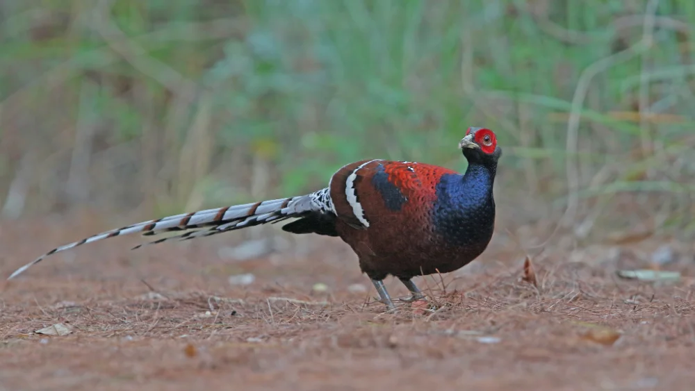 Male Mrs Hume's pheasant with its long barred tail on open ground