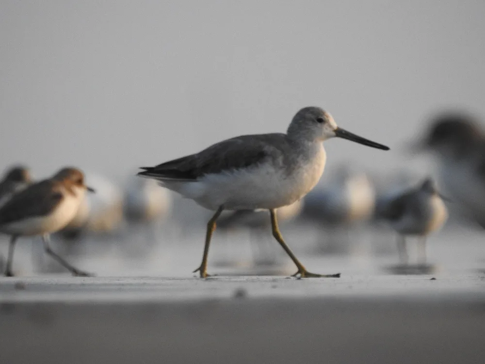 Nordmann's Greenshank, stocky pale wader with a slightly upturned bicoloured bill, feeding on a tidal mudflat