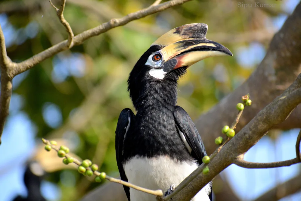 Oriental pied hornbill perched in a fruiting tree