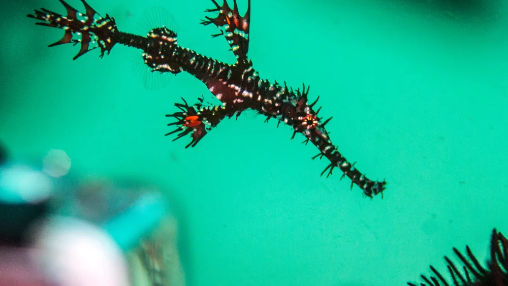 Ornate Ghost Pipefish