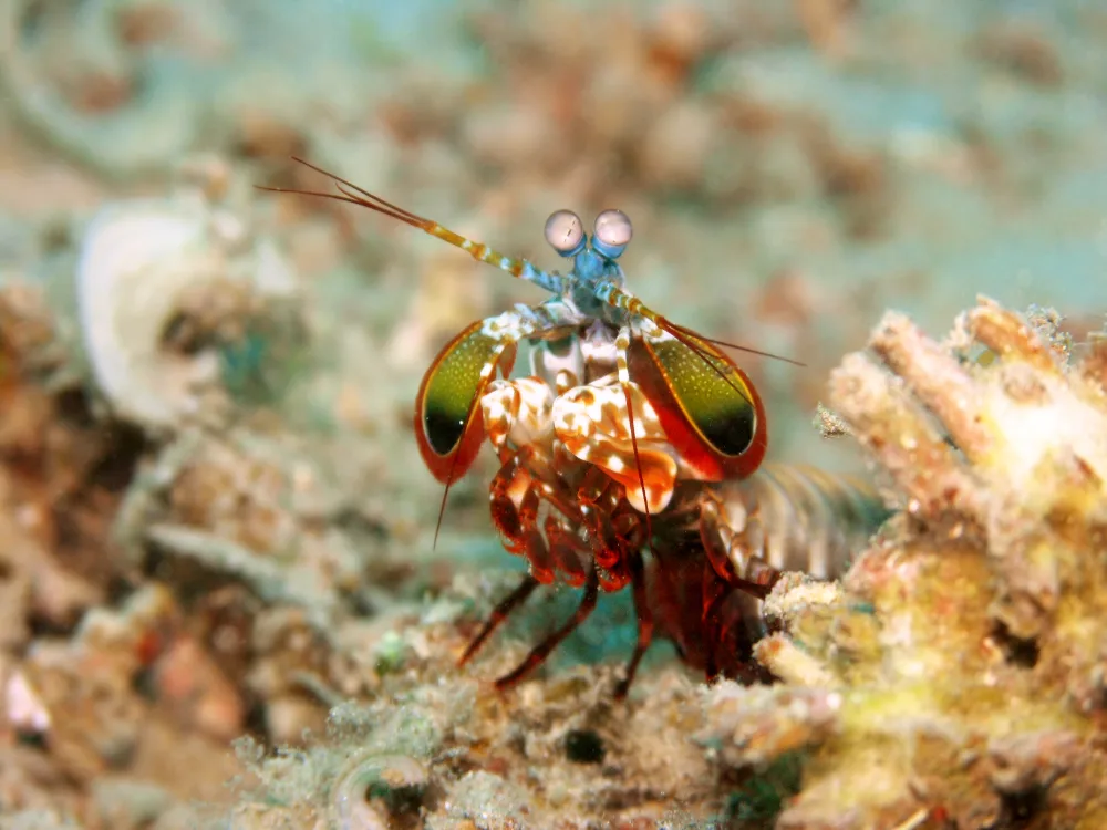Peacock Mantis Shrimp, stocky, vivid green-red-blue body, club-like forelimbs, stalked mobile eyes.