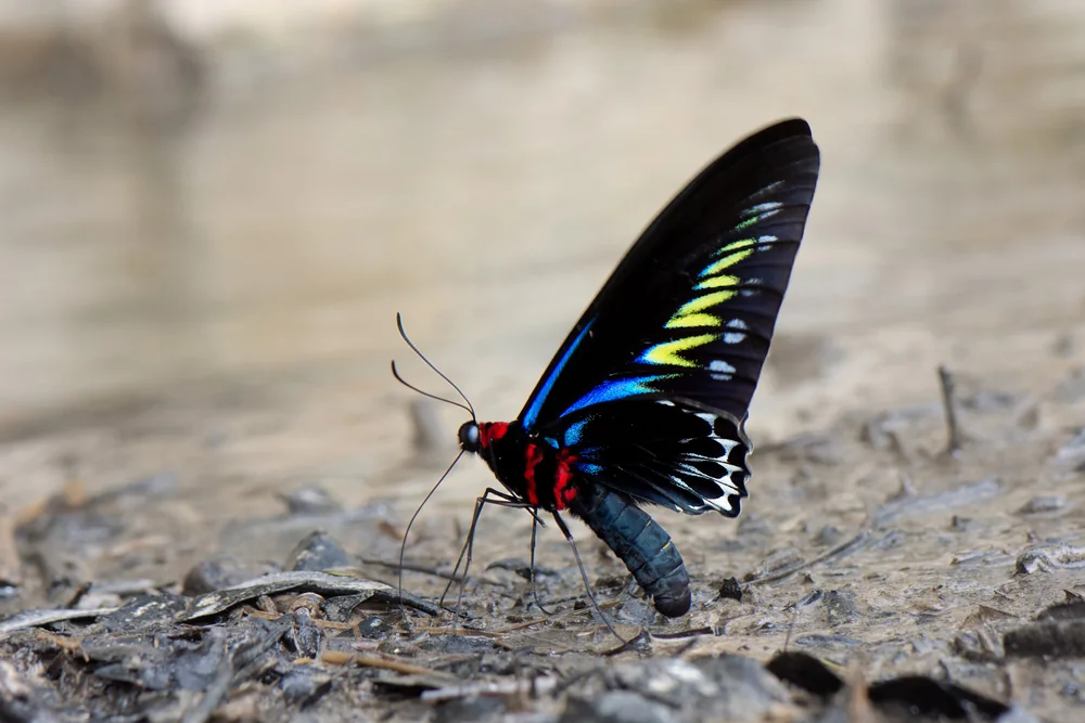 Rajah Brooke's Birdwing in Thailand