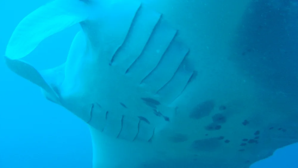 Reef Manta Ray
