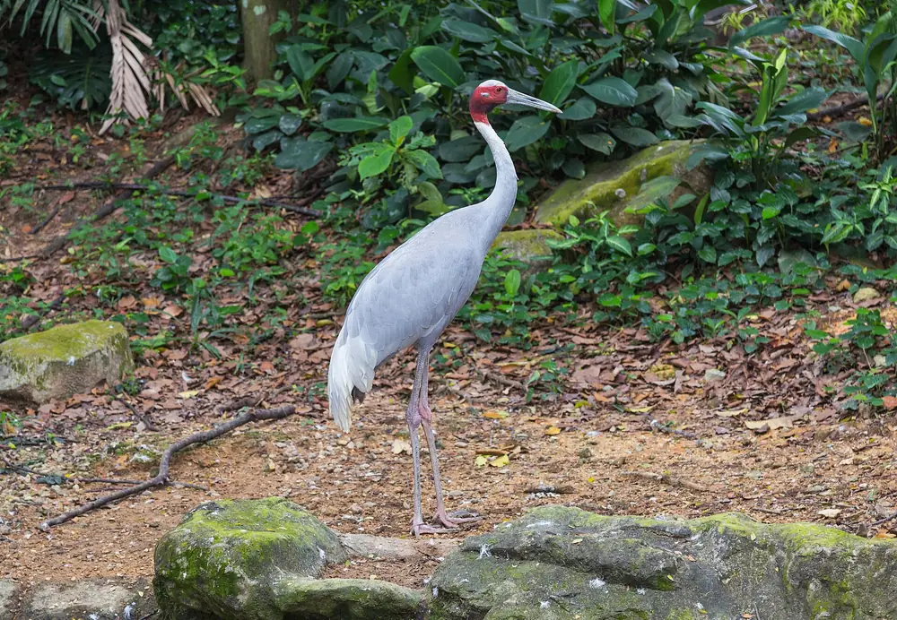 Sarus Crane in Thailand