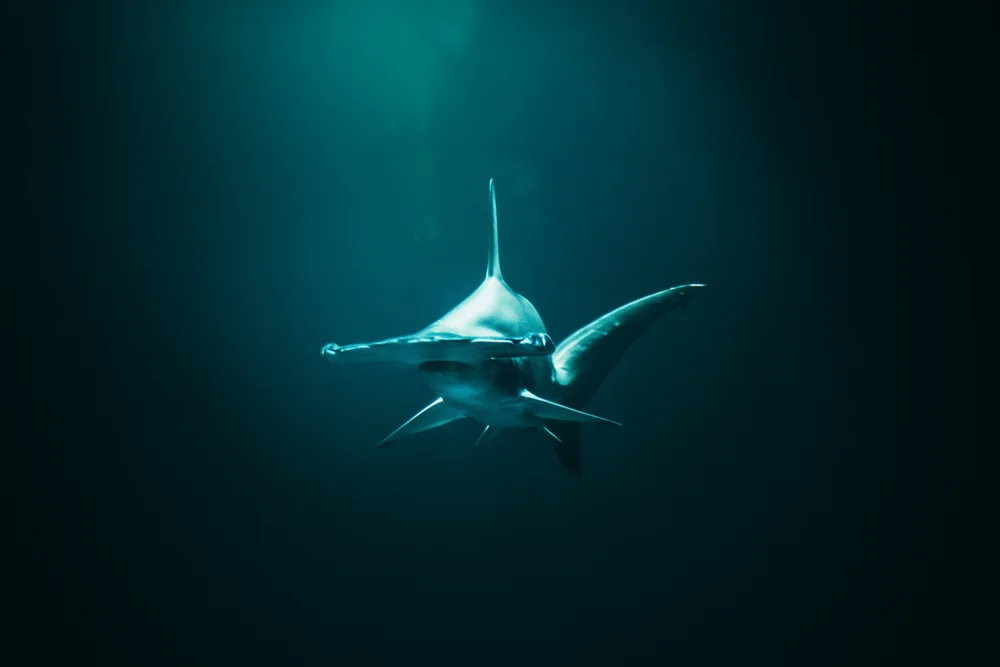 Scalloped Hammerhead in Thailand