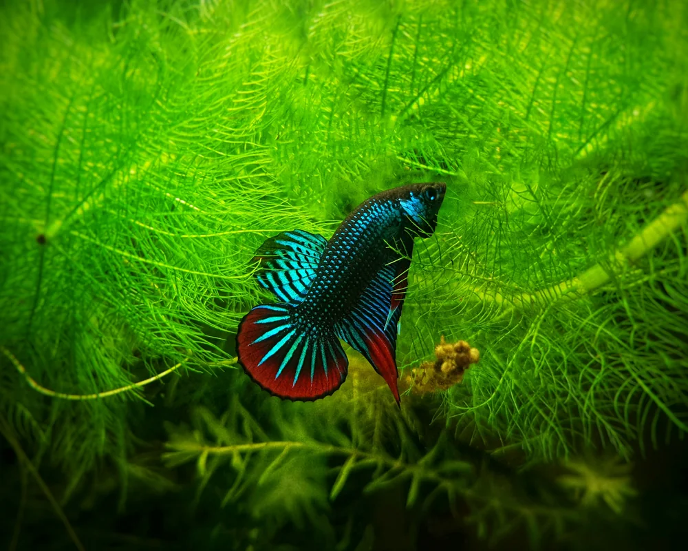 Siamese Fighting Fish in Thailand