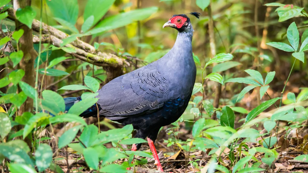 Siamese fireback pheasant with red facial skin walking through forest undergrowth