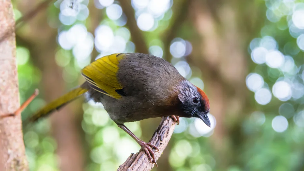 Silver-eared laughingthrush perched in montane forest