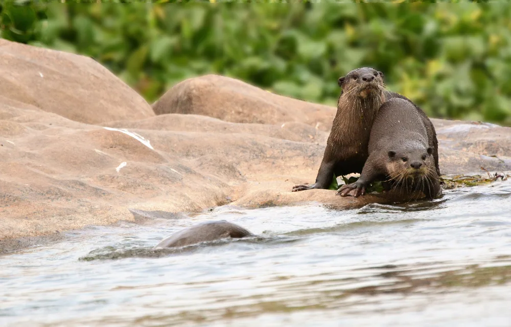 Smooth-coated Otter, sleek otter, smooth velvety coat, flattened tail.