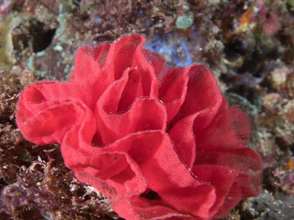 Spanish Dancer, very large red nudibranch, frilled mantle edged white, swims by undulating.