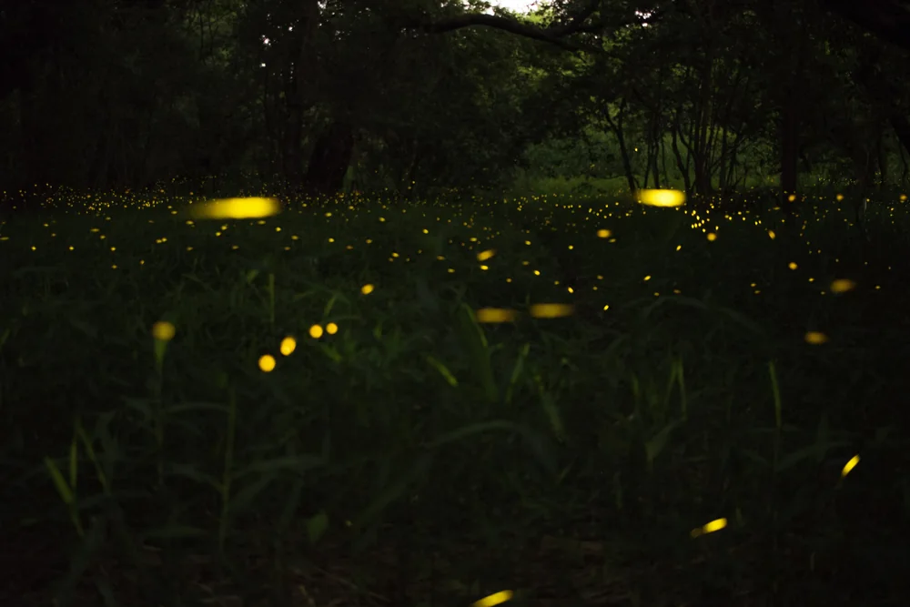Synchronous Firefly in Thailand