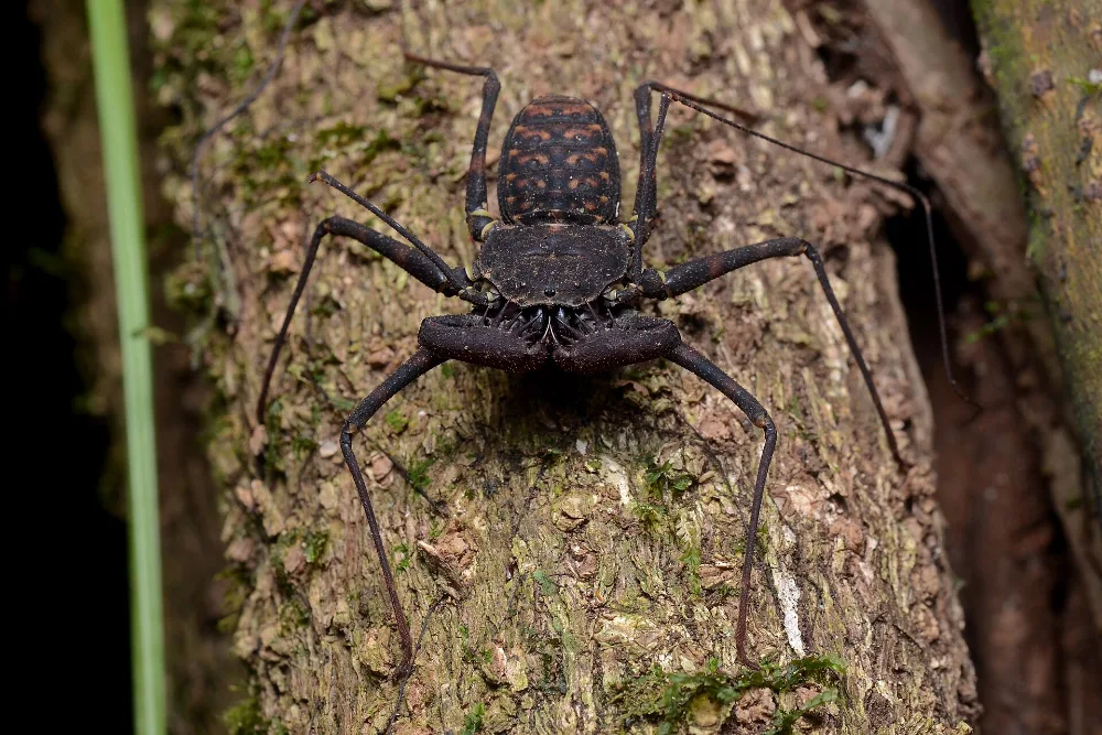 Tailless Whip Scorpion, flat dark arachnid with long whip-like feelers and spined grasping pedipalps, no sting