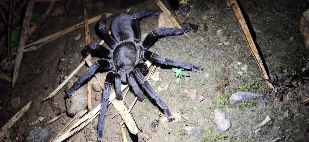 Thailand Black Tarantula in Thailand