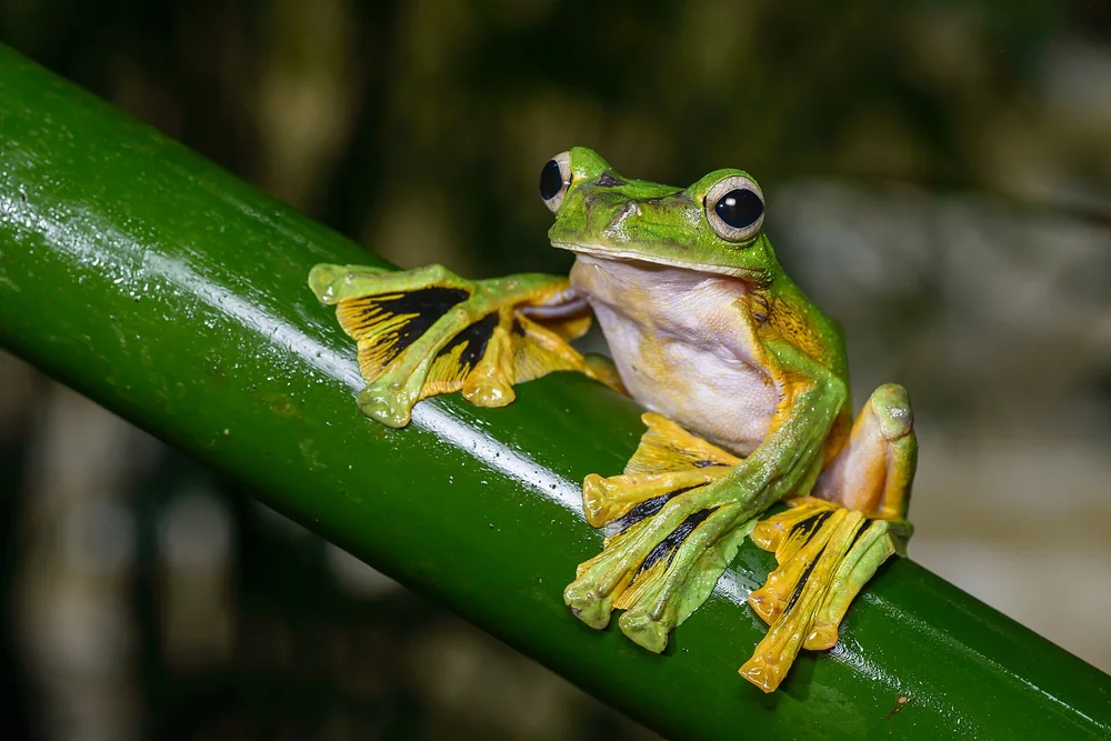 Wallace's Flying Frog in Thailand