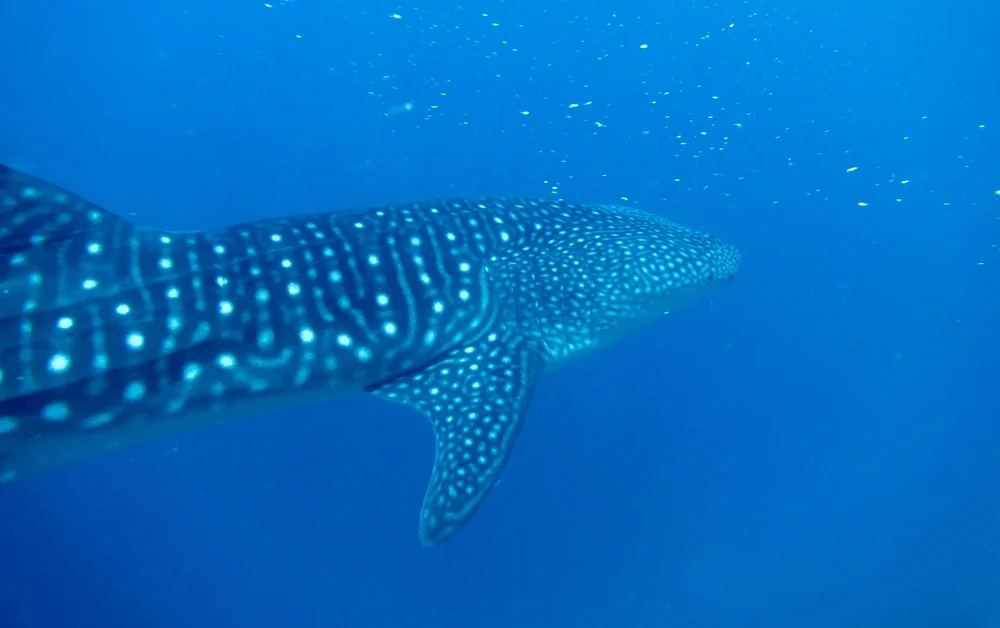 Whale Shark