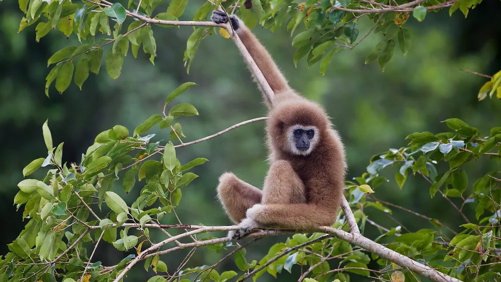 White-handed gibbon hanging from a branch by one arm