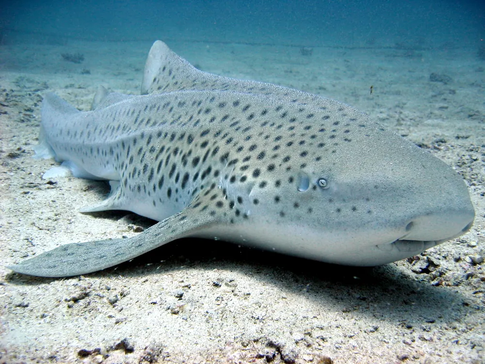 Zebra Shark (Leopard Shark) in Thailand