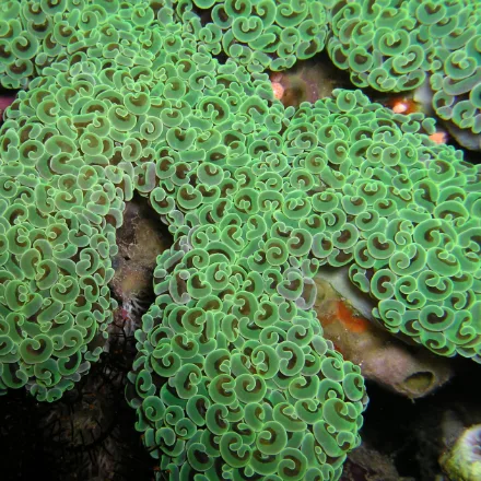 Anchor Coral, fleshy tentacles with anchor or hammer-shaped tips, cream to olive-green, always expanded.