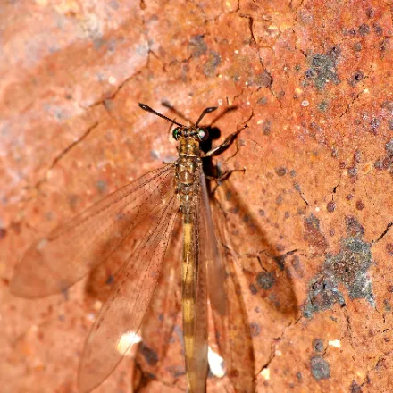 Antlion, conical pits 2-5 cm across in fine dry sand under shelter; adult a drab damselfly-like insect with clubbed antennae.