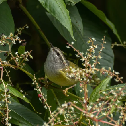 Phylloscopus maculipennis