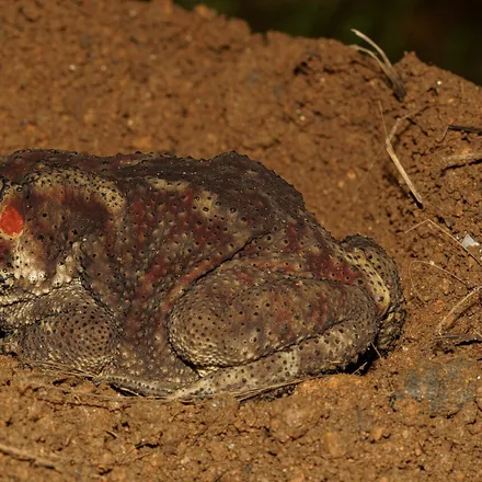 Asian Common Toad, squat warty body, dark bony head ridges, dark-tipped warts, hops low.