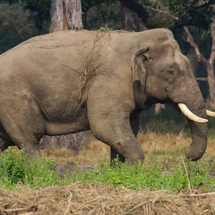 Wild Asian elephant bull with tusks walking through open forest