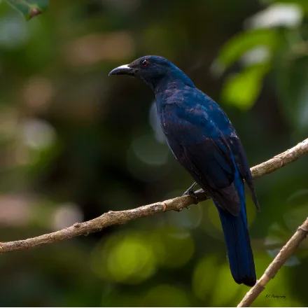 Asian Fairy-bluebird, male deep glittering ultramarine with red eyes, female duller blue-green.