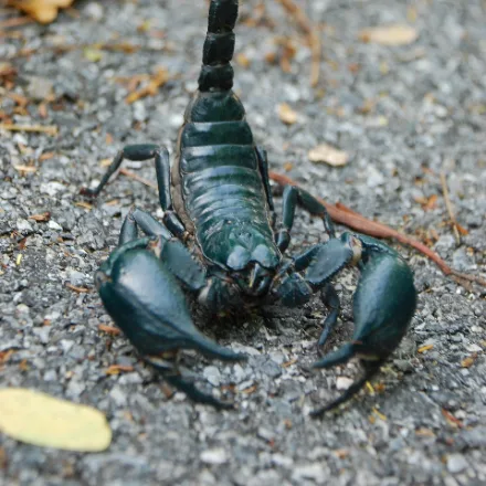 Asian Forest Scorpion, large glossy black scorpion, heavy pincers, fluoresces under UV.