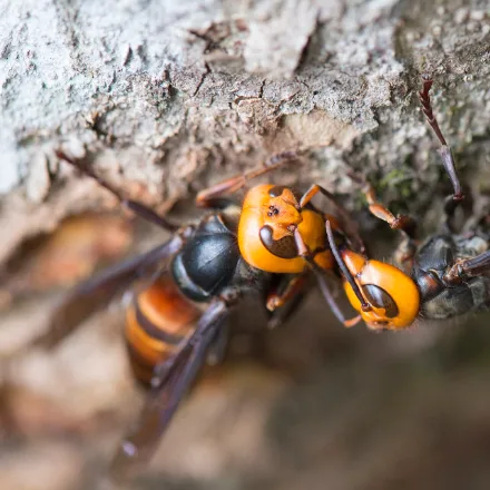 Asian Giant Hornet, very large hornet, broad orange head, dark banded body
