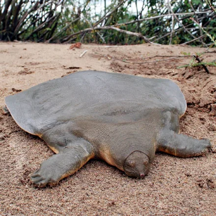 Asian giant softshell turtle on a sandbank