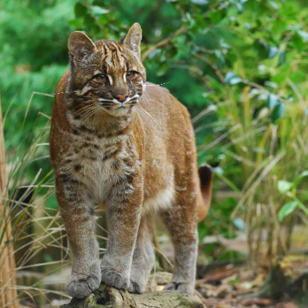 Asian Golden Cat, medium cat in gold, grey or dark form, white cheek and brow lines.