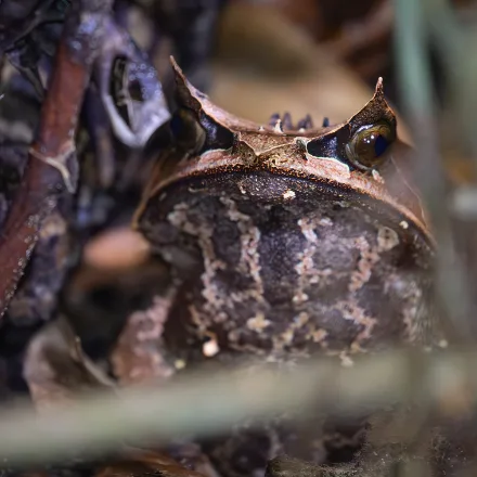Malayan Horned Frog, leaf-like body, pointed horns over eyes and snout, brown leaf-litter colours.